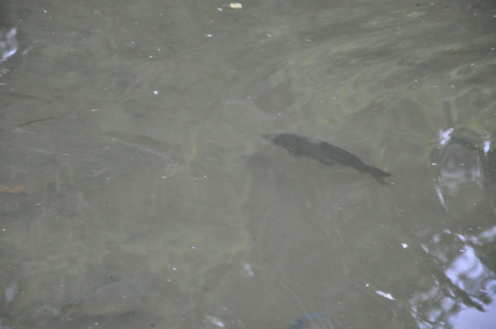 _DSC5002 - Milano 2012