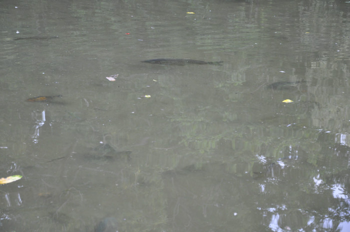 _DSC5003 - Milano 2012