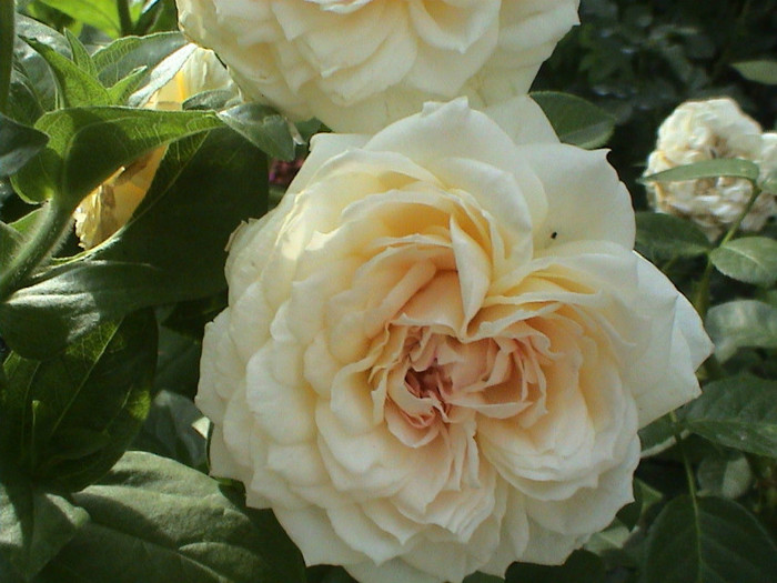 DSC00029 - Flora Romantica