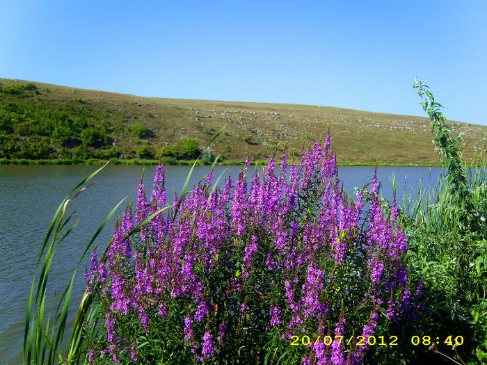 027 - lacul mangalia langa manastirea hagieni