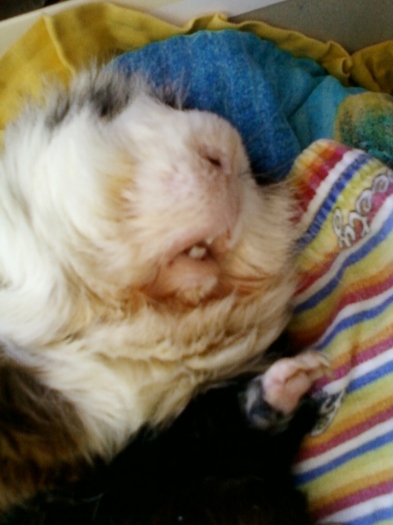 21-august 2012-flori 010 - animalutele mele