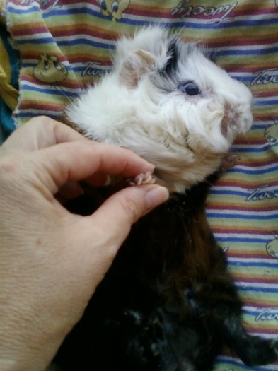 21-august 2012-flori 026