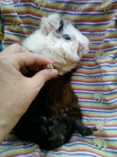 21-august 2012-flori 028