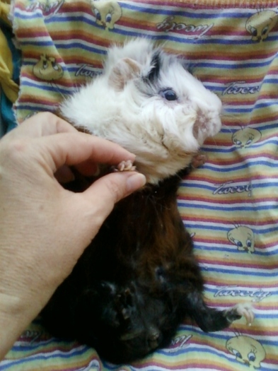 21-august 2012-flori 029