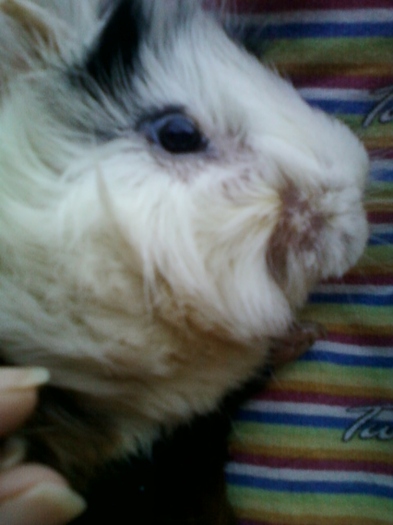 21-august 2012-flori 031