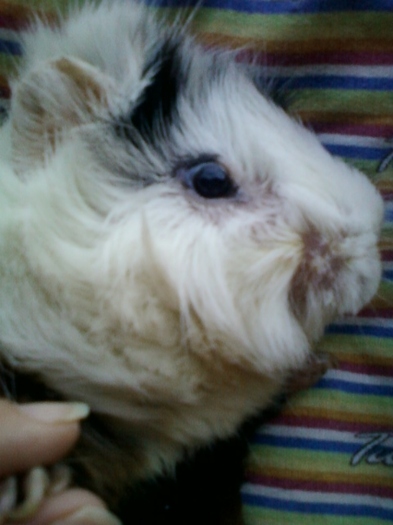 21-august 2012-flori 032