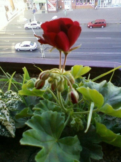 21-august 2012-flori 017