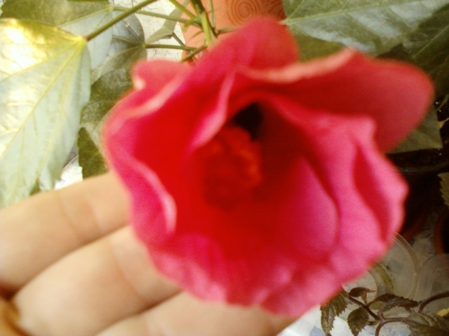 21-august 2012-flori 033 - Copy