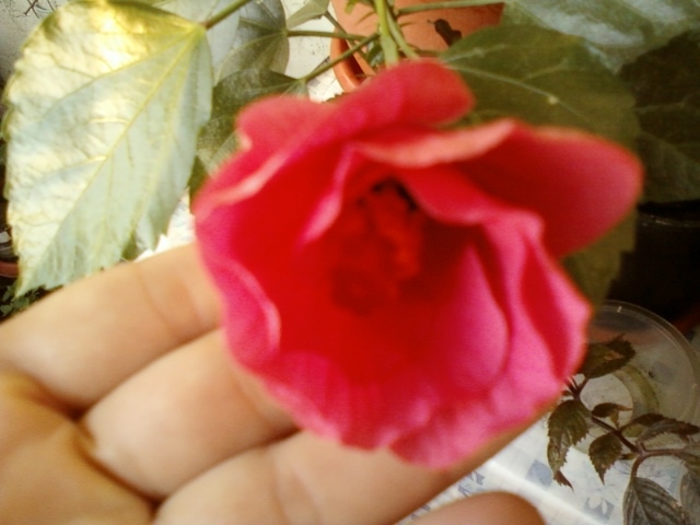 21-august 2012-flori 038