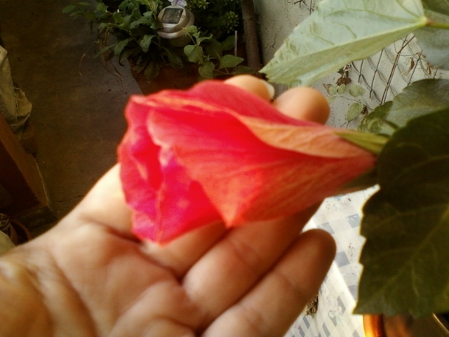 21-august 2012-flori 035