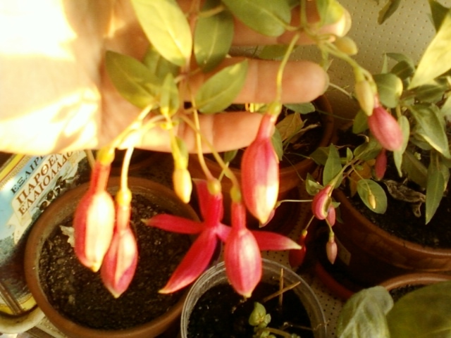 fuchsia rosu cu mov - fuchsia
