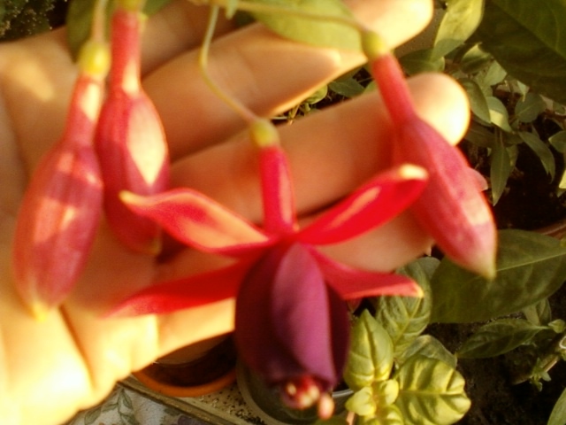 fuchsia rosu cu mov