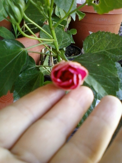 21-august 2012-flori 007 - hibiscus