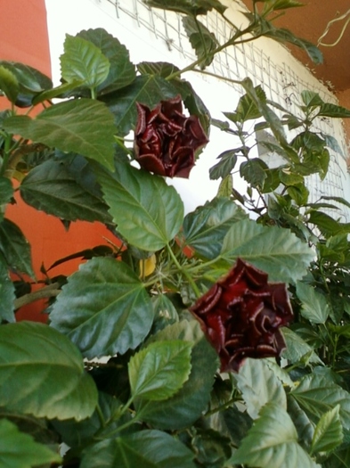 21-august 2012-flori 013