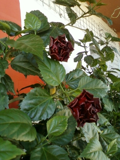 hibi rosu batut - hibiscus
