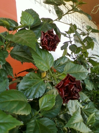 21-august 2012-flori 015 - hibiscus