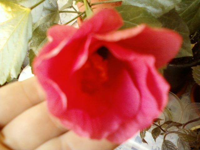 hibi ciclam simplu - hibiscus