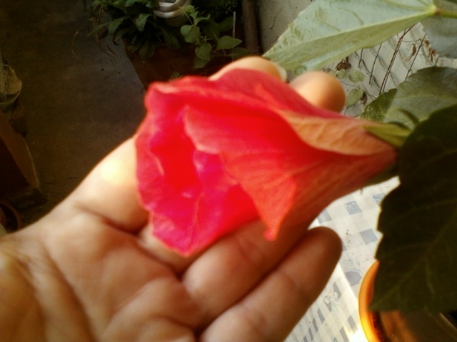 hibi ciclam simplu - hibiscus