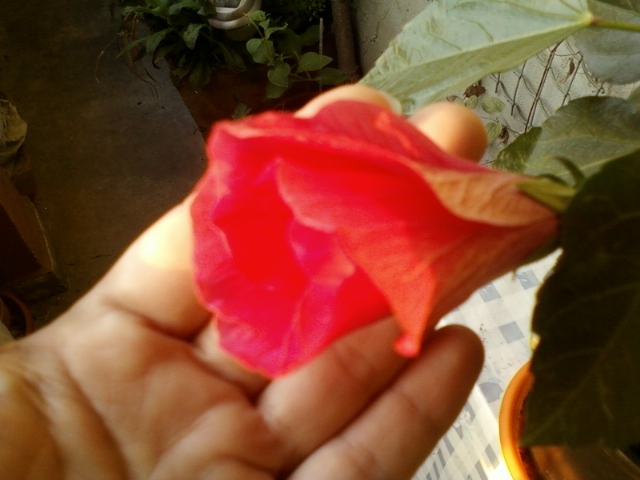 21-august 2012-flori 037 - hibiscus