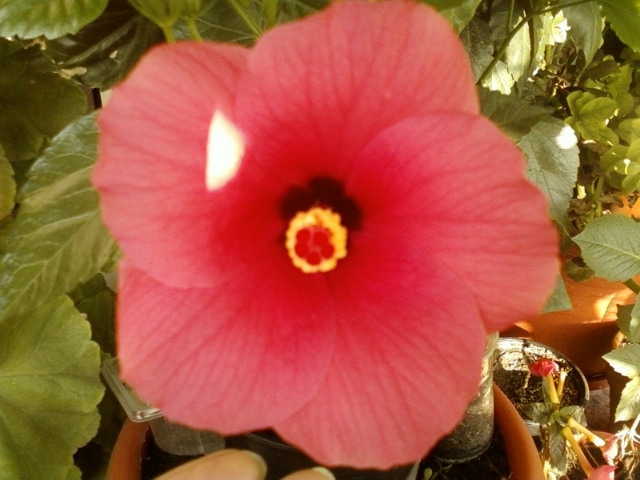 hibi ciclam simplu - hibiscus