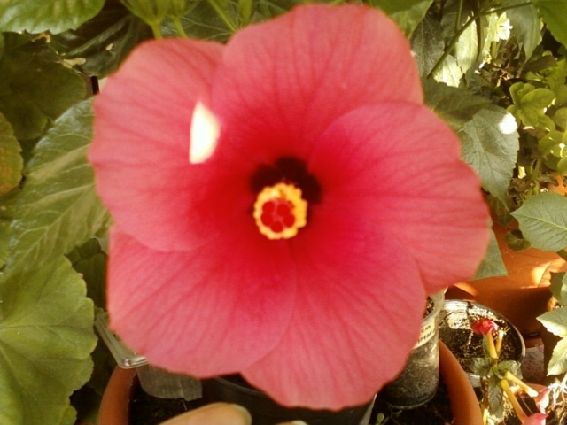 21-august 2012-flori 048 - hibiscus