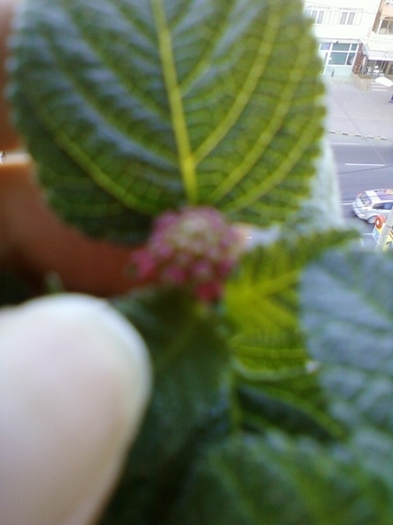 21-august 2012-flori 018 - lantana camara