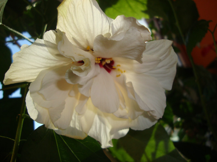  - hibiscusi