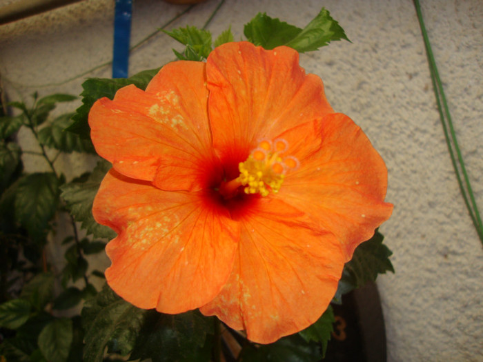  - hibiscusi