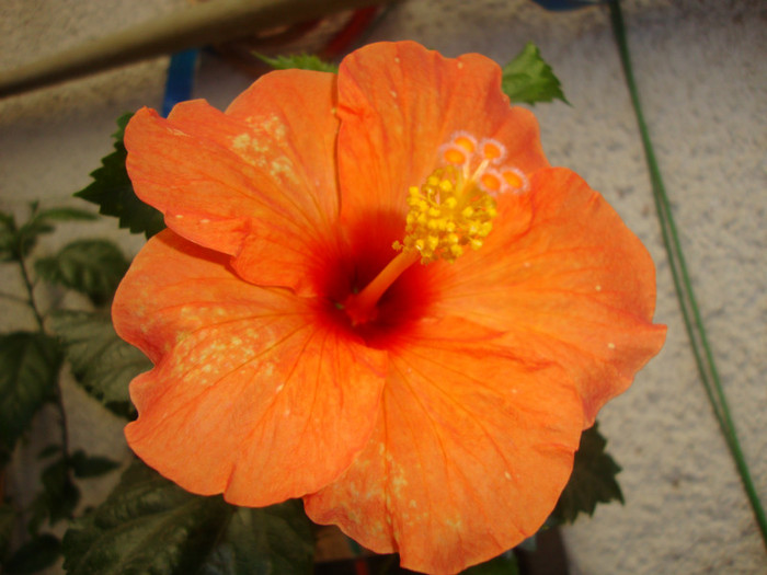  - hibiscusi