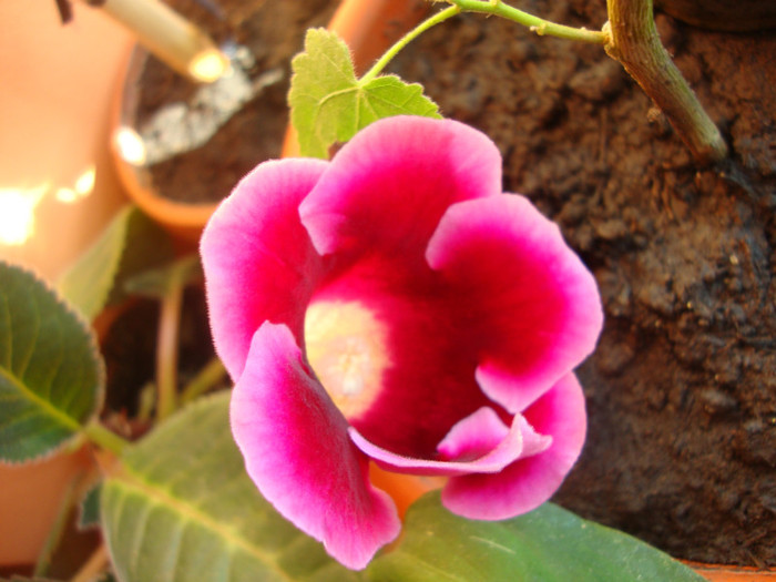  - florile mele2