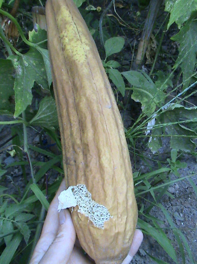 LUFFA DE LA MINE DIN GRADINITA - AJUTORUL_NATURAL