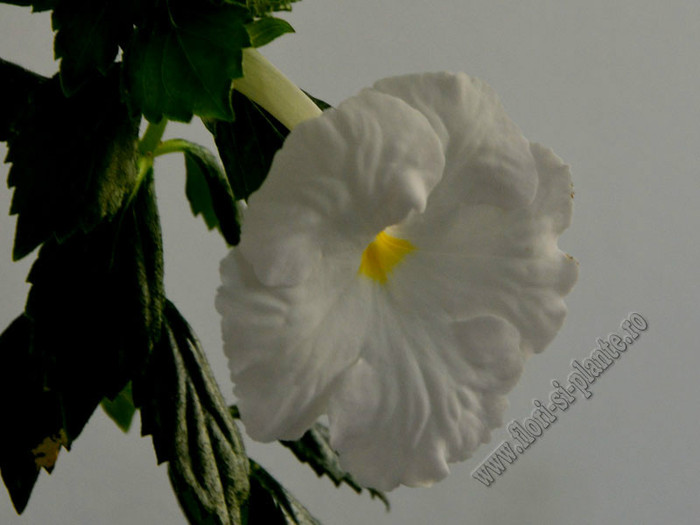 Achimenes White Glory - ACHIMENES II