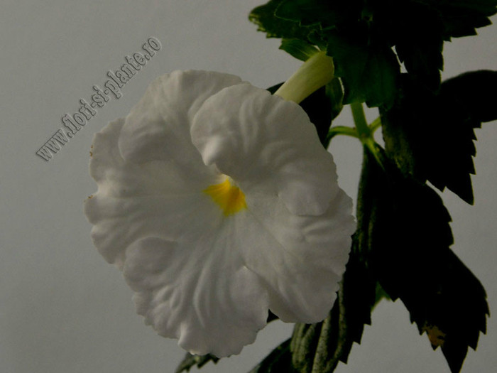 Achimenes White Glory - ACHIMENES II