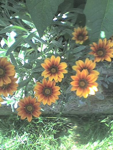 Imagine 0149 - florile mele iulie 2012