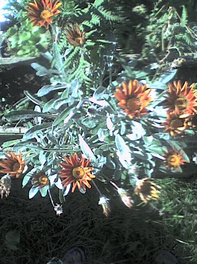 Imagine 0151 - florile mele iulie 2012