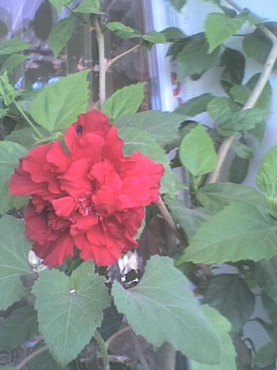 Imagine 0155 - florile mele iulie 2012