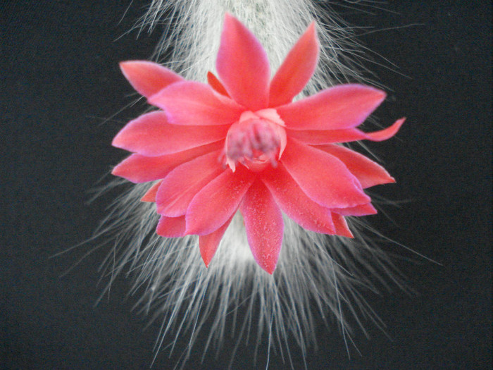 Hildewintera colademononis