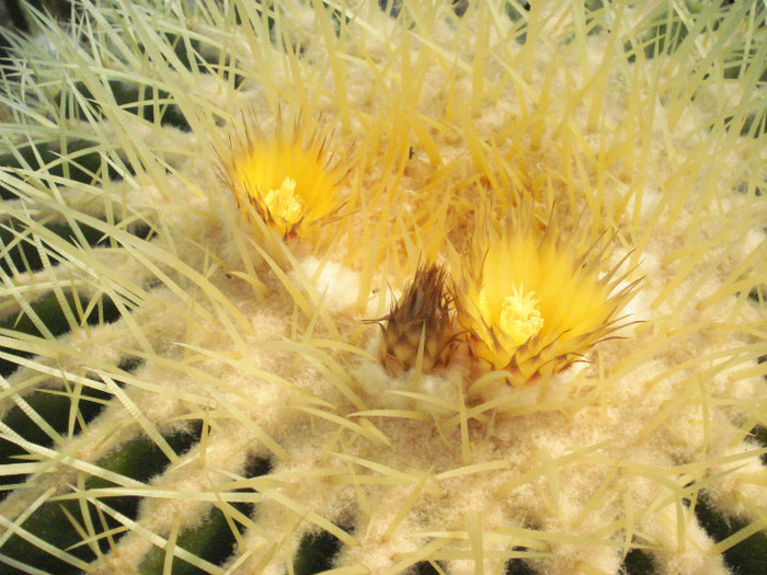 Echinocactus grusonii