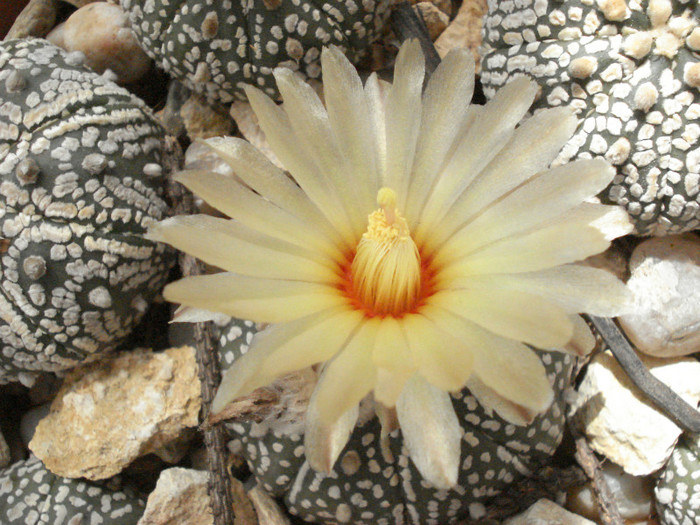 Astrophytum asterias superkabuto