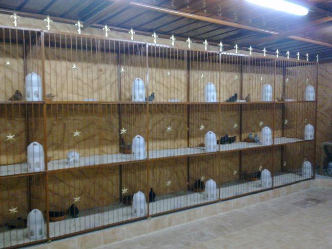 252113_270084079673110_7865243_n