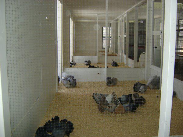 317578_295885507092967_1391498435_n - modele de voliere de porumbei