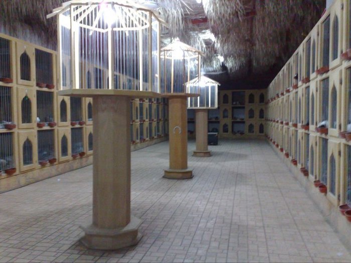 252113_270084076339777_4790400_n