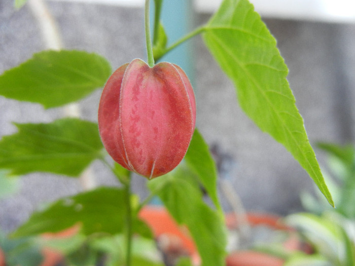 Abutilon megapotamicum (2012, Aug.21)