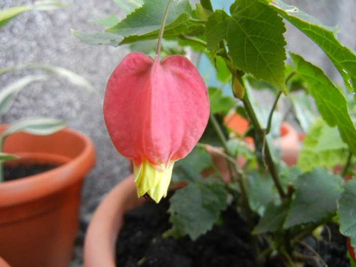 Abutilon megapotamicum (2012, Aug.21) - Abutilon megapotamicum