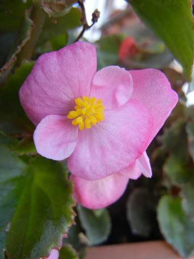 Begonia semperflorens (2012, August 21)