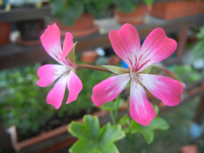 Ivy geranium Bicolor (2012, Aug.21) - Ivy-geranium Bicolor