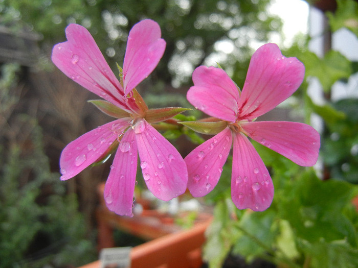 Mini Cascade Pink (2012, Aug.17) - Ivy-geranium Mini Cascade Pink