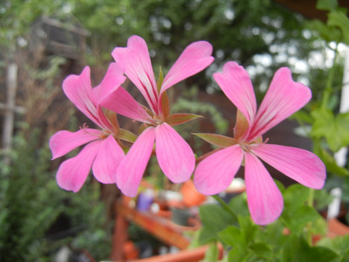 Mini Cascade Pink (2012, Aug.18) - Ivy-geranium Mini Cascade Pink