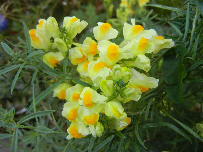 Linaria vulgaris (2012, August 21) - Linaria vulgaris