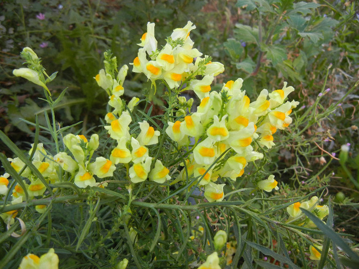 Linaria vulgaris (2012, August 21) - Linaria vulgaris